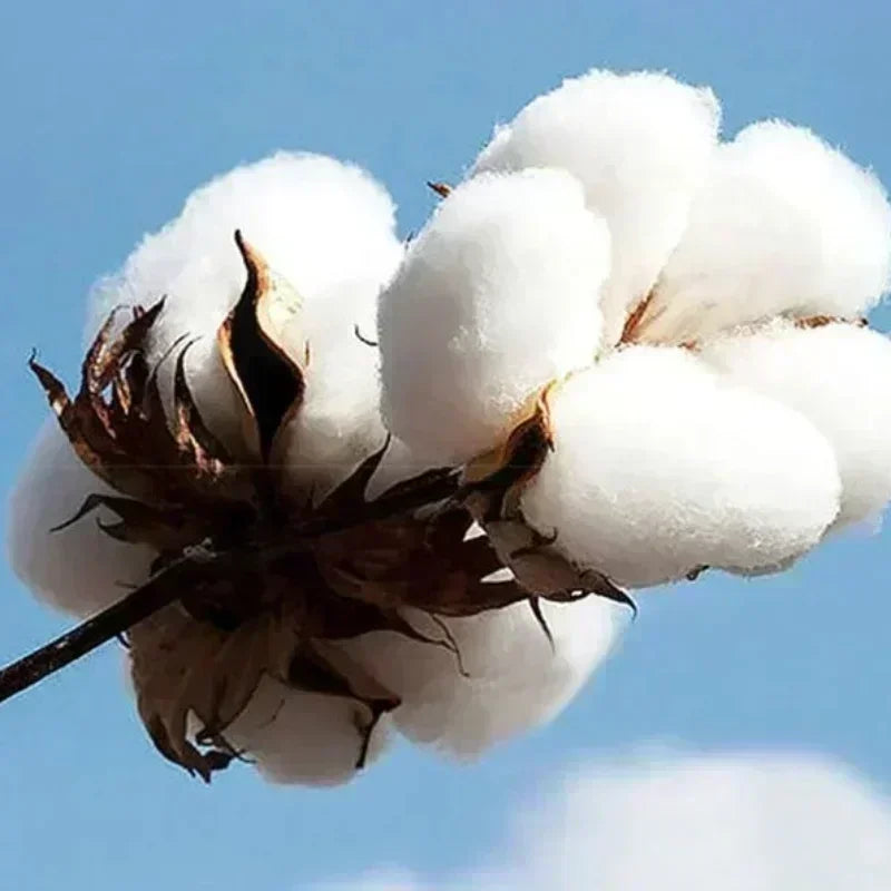 Large Cotton Men's Go Make Disciple Christian Street Wear T-shirt Retro Bible T-shirt Fashion Aesthetics Short Sleeve T-shirt 3